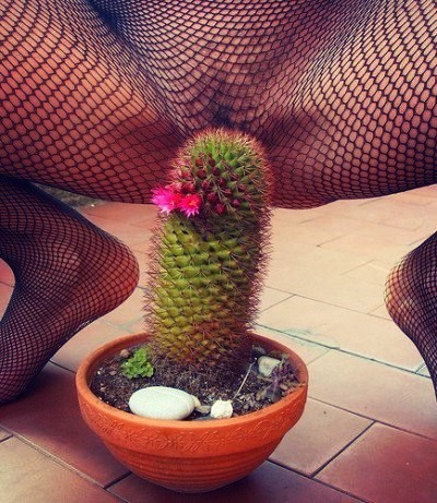 In search of thrill sensations - NSFW, Cactus, Humor