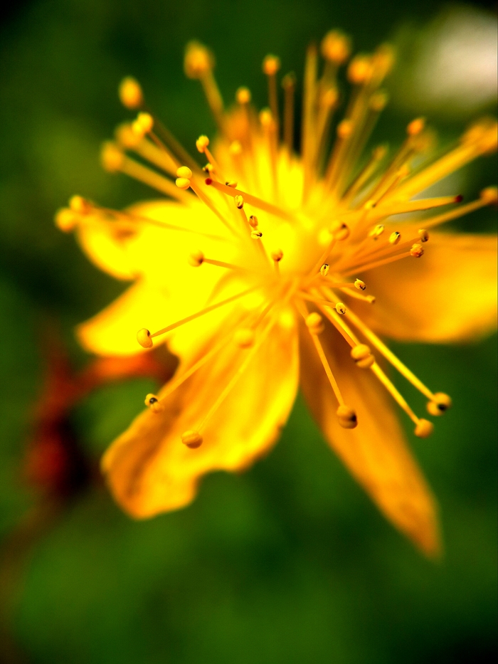 Child of the Sun - My, Nature, Yellow, Flowers, Plants, The photo, Macro, Macro photography