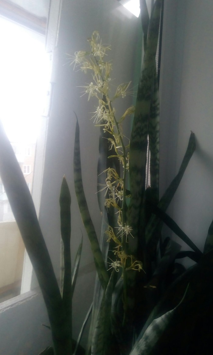 The pike tail bloomed. - My, , Sansevieria, Flowers