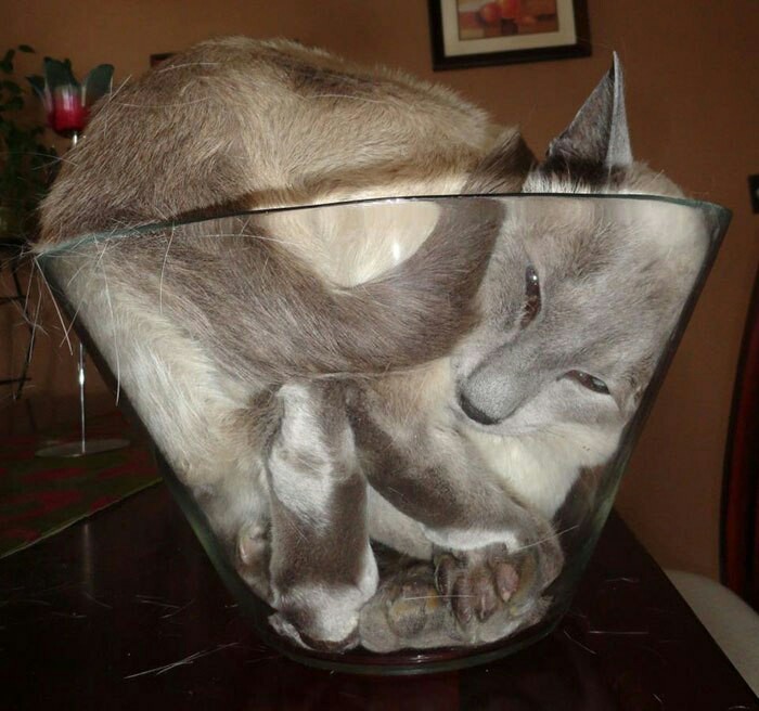 Cats are liquid. Proven. - cat, Liquid, Proof, Longpost, Cats are liquid