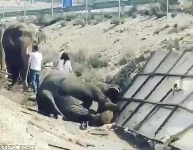 An elephant died in a car accident. - Crash, Elephants, Video, Longpost