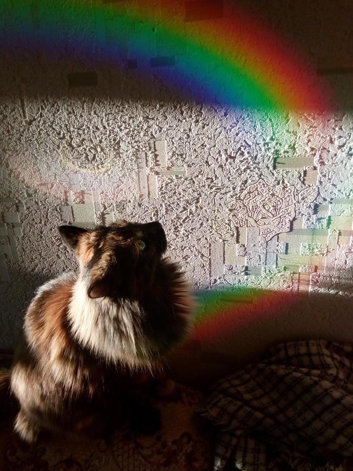 cat and rainbow - My, cat, The photo, Rainbow