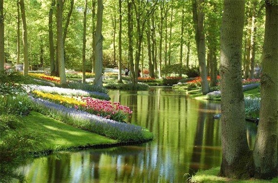 Keukenhof, Netherlands - Netherlands, The photo, Nature, Forest, Flowers, Water, Tree, Day, Netherlands (Holland)