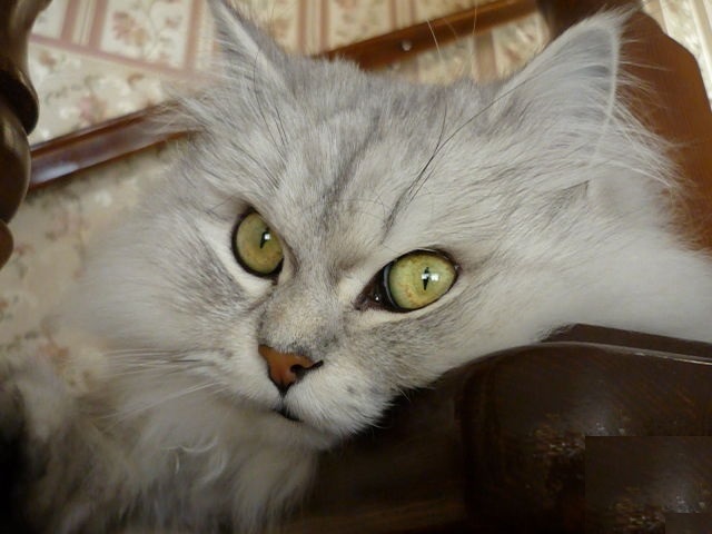 My Cat (Masik) - My, cat, Animals, Kisiki, Pet, Handsome men, Fluffy, Longpost, Pets