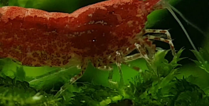 Shrimps - best shots - My, Aquarium, Aquarium shrimp, Shrimp cherry, Video