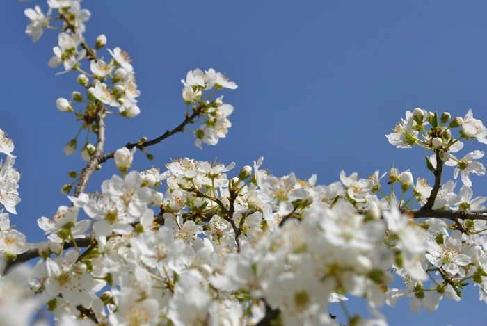 Spring mood - My, Longpost, Spring, Garden, Bees, Kid, Flowers