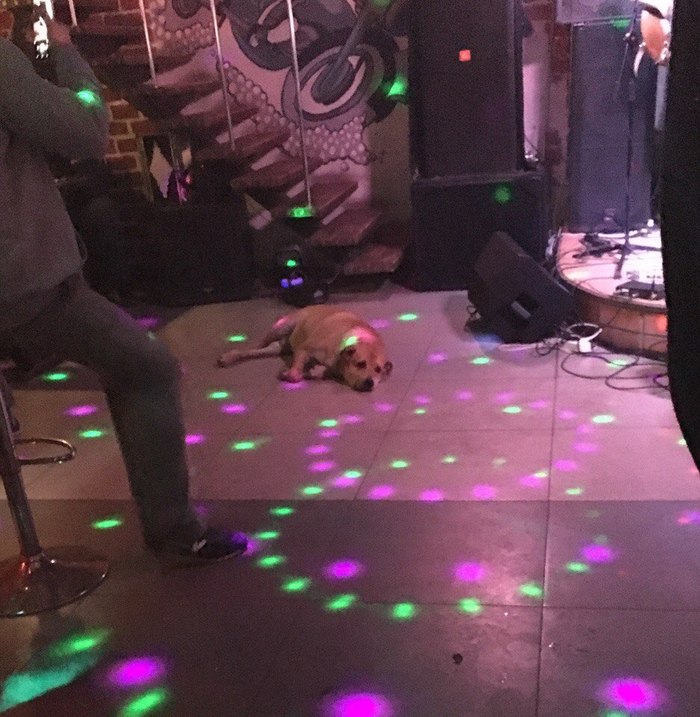 sad dancing - Dog, Disco, Sadness