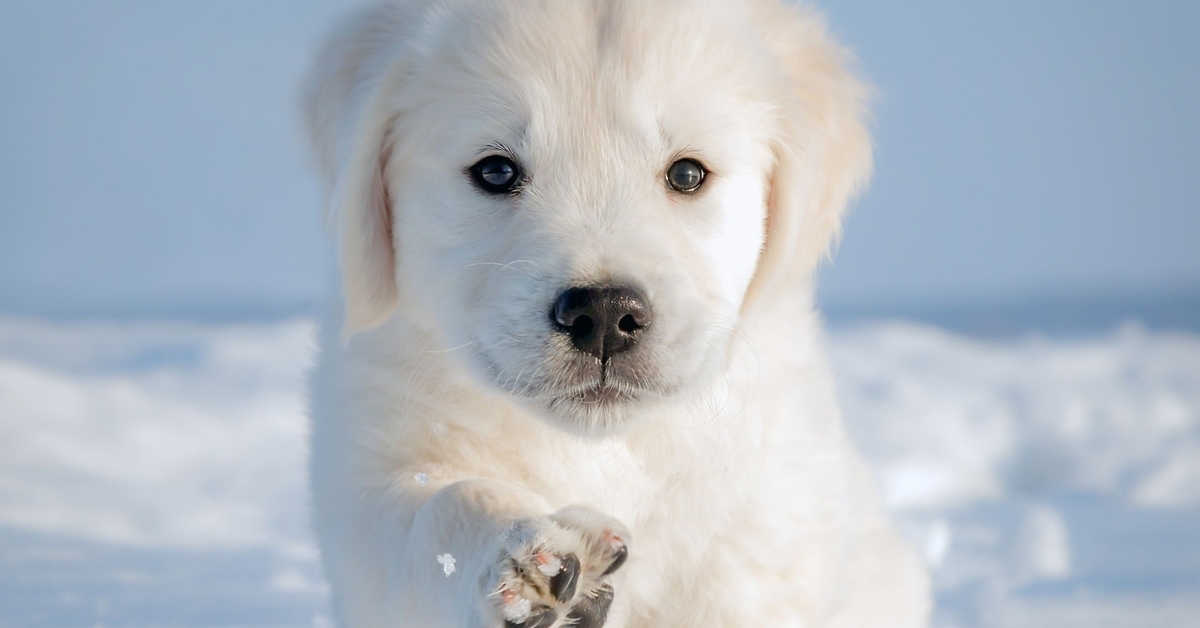 Little white dog. Лабрадор ретривер золотистый. Щенок в снегу. Обложка для ВК белый щенок в снегу.