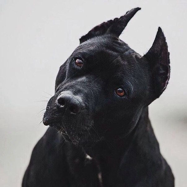 Ты беги, я просто посмотрю.