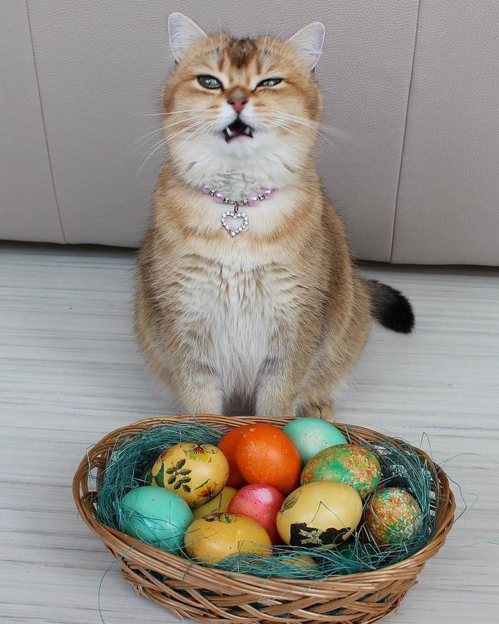 Happy Easter! - Christ is risen, Jesus Christ, Eggs, Easter, cat, My