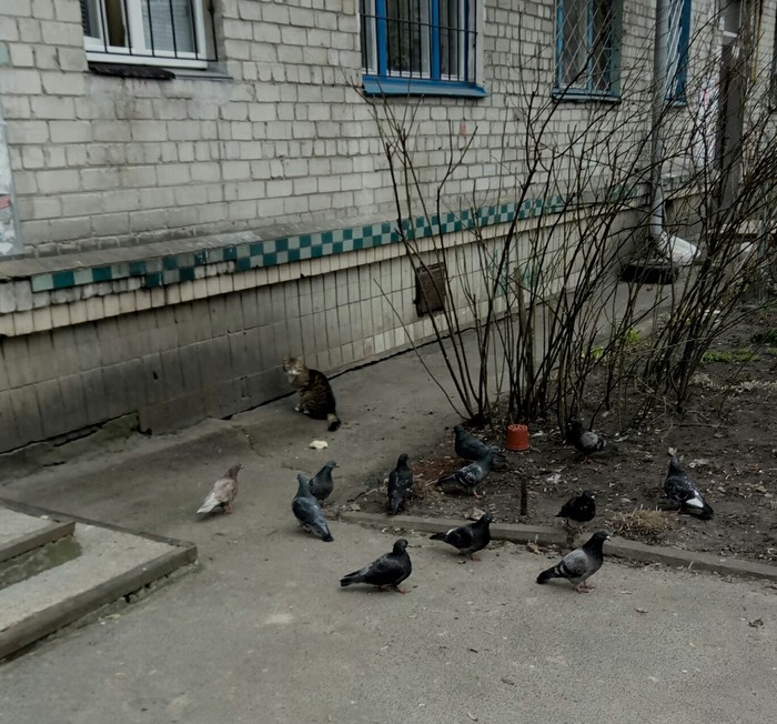 Я конечно все понимаю-там 21 век всеобщее развитие. Но б*ять голуби вы совсем страх потеряли? Не удивлюсь если они через год землю поработят