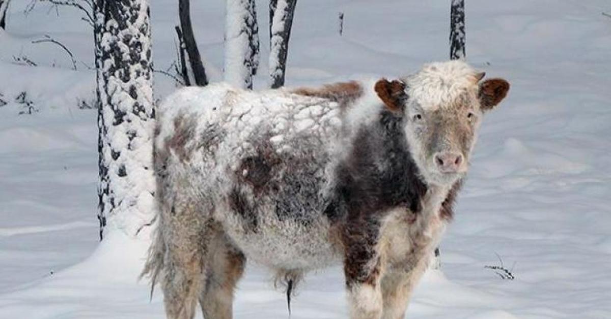 Якутская Корова Купить В России