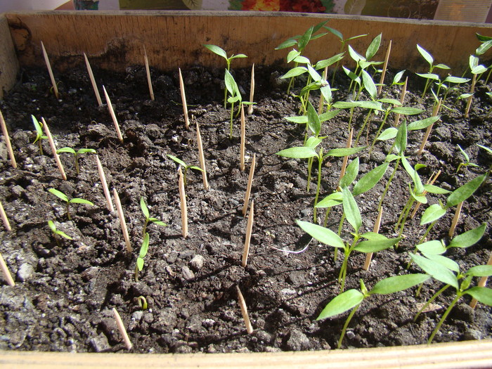 The cat will not pass! - My, The photo, Seedling, cat, Box, Who will win, Longpost