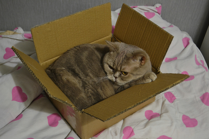 cat and box - My, , British cat, Catomafia, cat