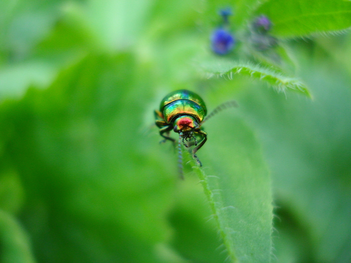 Laminar leaf beetle - My, Botanical Garden, Macro photography, The photo, Beginning photographer, Leaf beetle, Longpost