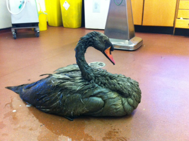 In Britain, a black swan was rescued from a lake, but everything turned out to be much more unexpected - Swans, Animals, Kindness, Zoo, People, Longpost