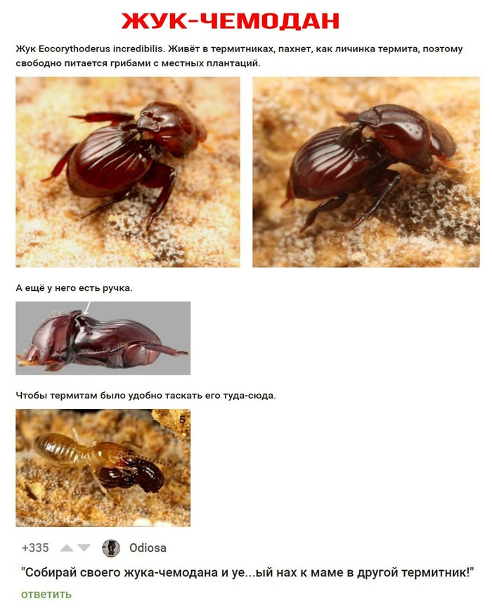 beetle suitcase - Humor, Nature