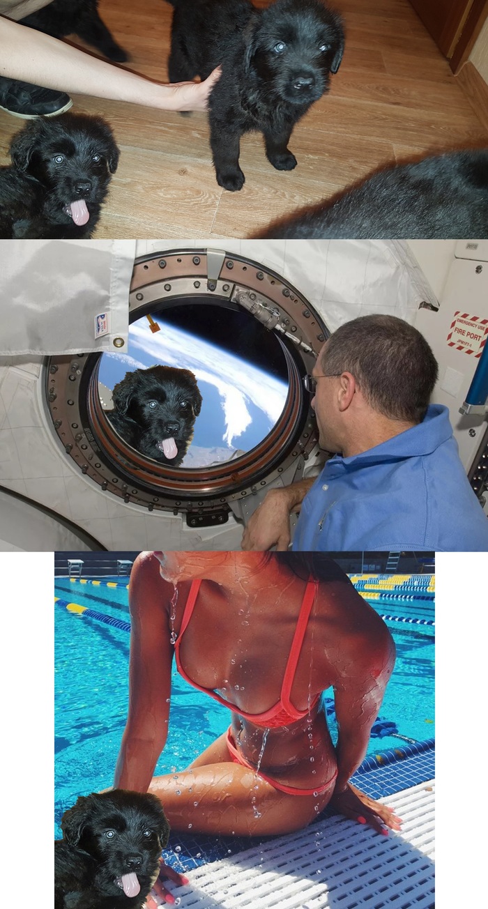 When you don't want to miss a shot - My, Dog, The photo, People, Space, Humor, Pictures from space, Friend