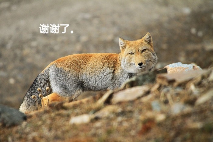 Tibetan fox ^.^ - Tibetan fox, Animals, The photo, Fox