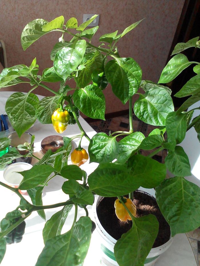 Numex Suave Orange. - My, Pepper, , Exotic, Vegetable garden on the windowsill, Longpost