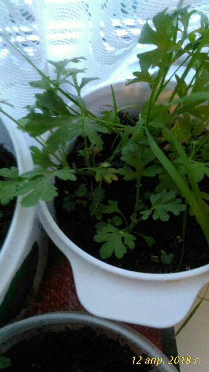 Help me find out what it is - My, No rating, Plants, Seedling, Longpost