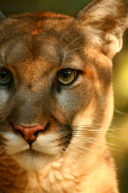 beauty cougar - cat, Predator, Gorgeous, Predatory animals