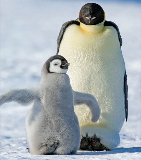 cold parenting - Penguins, The photo, Longpost