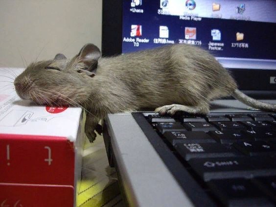 Work, work, go to Fedot... - Degu, Relaxation, The photo, Animals