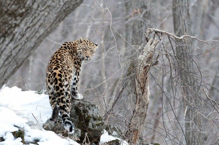 Far Eastern leopard - Leopard, Animals