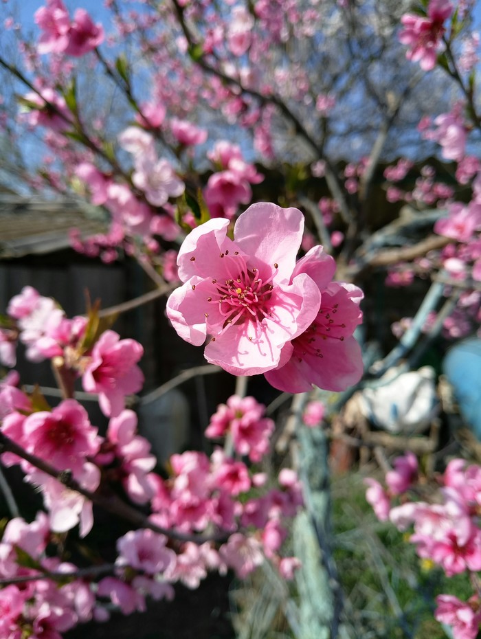 peach blossom - My, Peach, Crimea, Spring, My, Peaches