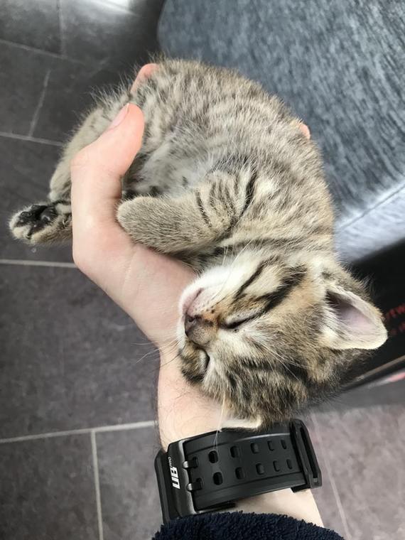 This baby fell asleep in my arms... - cat, Catomafia, Animals, Pets, Milota, Dream, Reddit