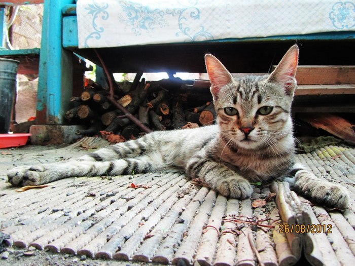 Yalta cats. - My, Yalta, cat, The photo, Longpost