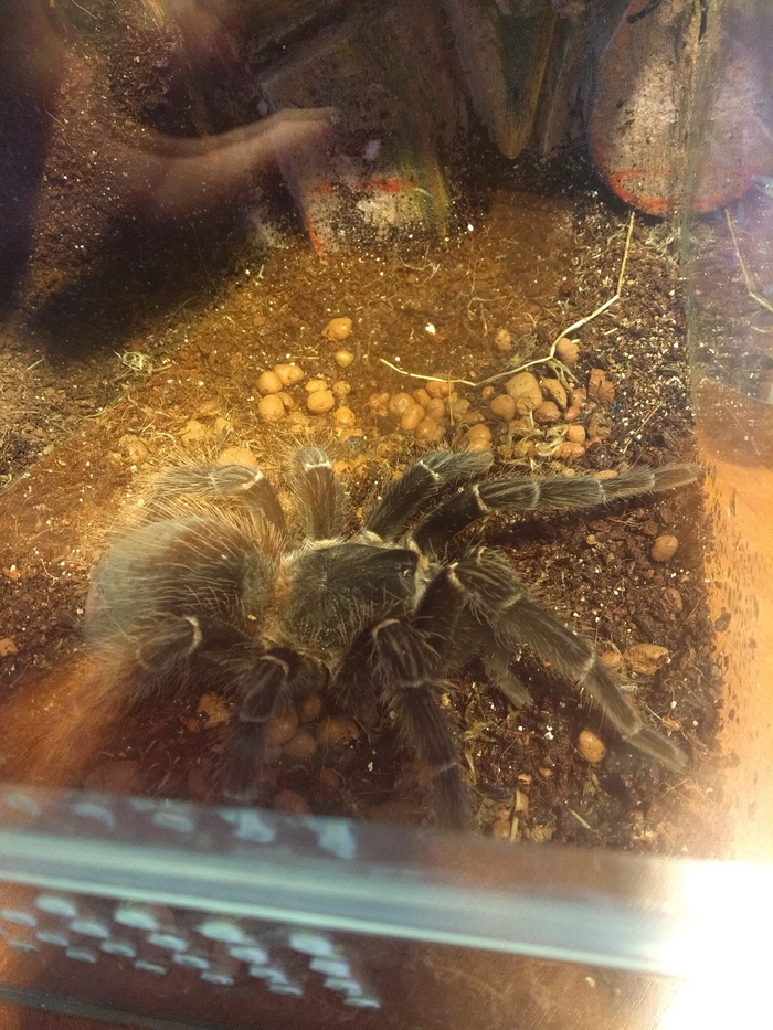 Lasiodora parahybana ( ) -, ,  , , , ,  , , 