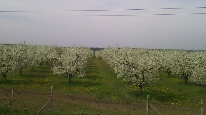 Black plum blossoms. - My, Spring, Flowers, Orchard