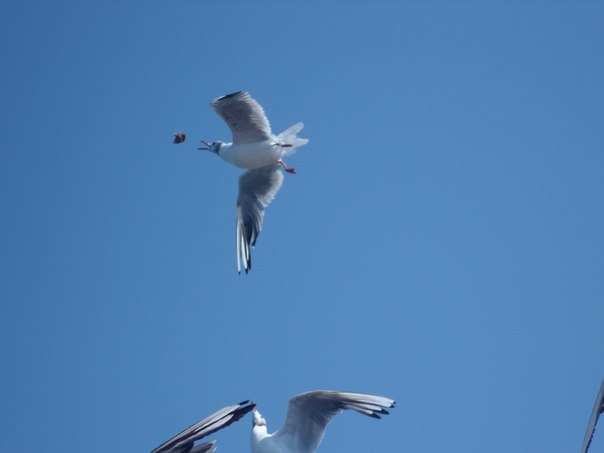Lucky shot - My, Seagulls, Birds, Lucky shot, The photo, Lucky moment
