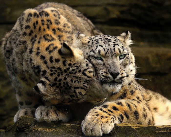 Snow leopards - cat, Wild animals, Snow Leopard, Longpost