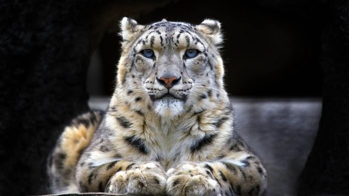 Snow leopards - cat, Wild animals, Snow Leopard, Longpost