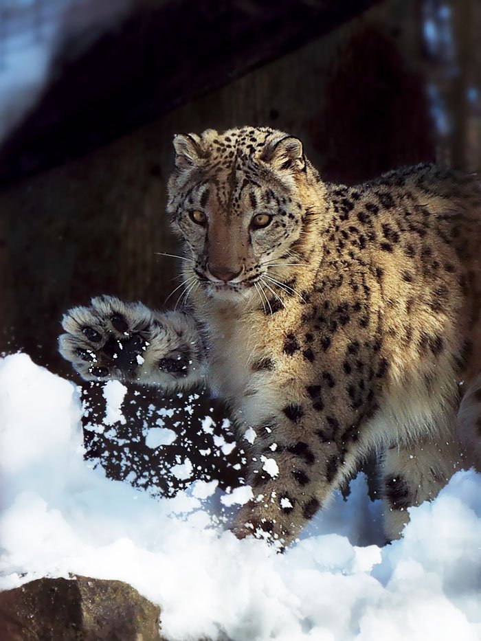 Snow leopards - cat, Wild animals, Snow Leopard, Longpost