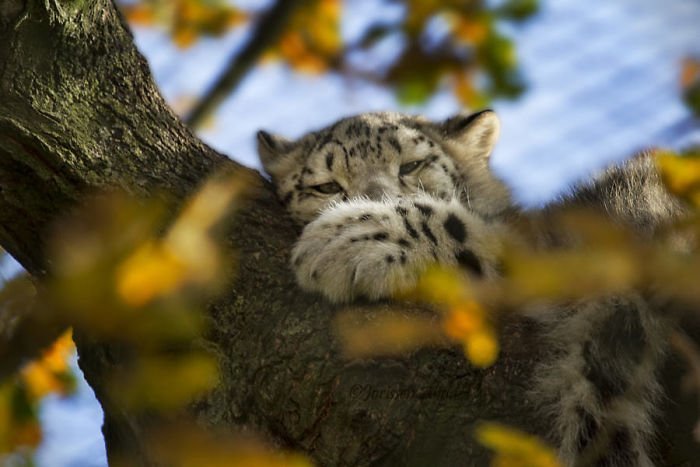 Snow leopards - cat, Wild animals, Snow Leopard, Longpost