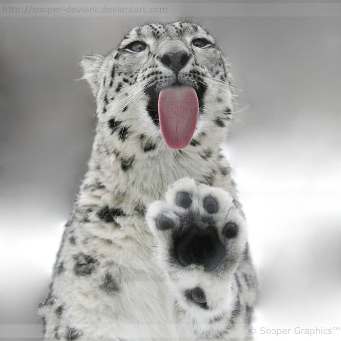 Snow leopards - cat, Wild animals, Snow Leopard, Longpost