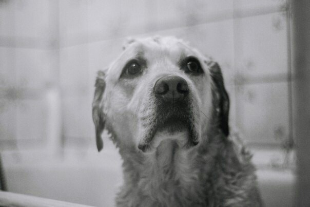 Nice and clean boy - My, Labrador, Dog, The photo