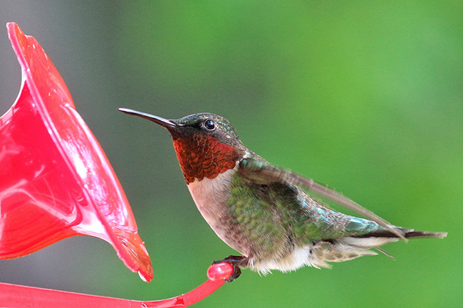 The most beautiful types of hummingbirds - Hummingbird, Birds, Nature, The photo, Milota, Longpost