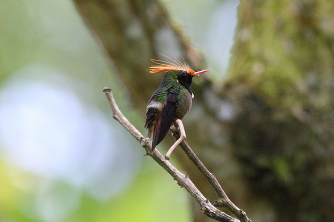 The most beautiful types of hummingbirds - Hummingbird, Birds, Nature, The photo, Milota, Longpost