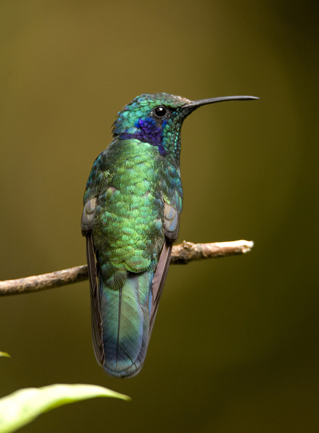 The most beautiful types of hummingbirds - Hummingbird, Birds, Nature, The photo, Milota, Longpost