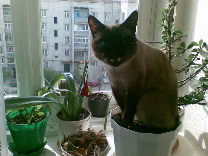 Distracted the cat from observing life outside the window, the cat is indignant - My, cat, Observation, Flower pot, Window, Siam, Siamese cat