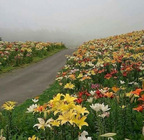 Lilies along the road, summer is coming. Let's remember this wonderful view - Lily, Road, Field, Flowers, The photo