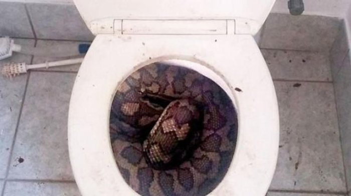 Residents of Australia began to find snakes in toilets due to drought - Australia, Snake, Fear, Drought, Animals, Reptiles, Toilet