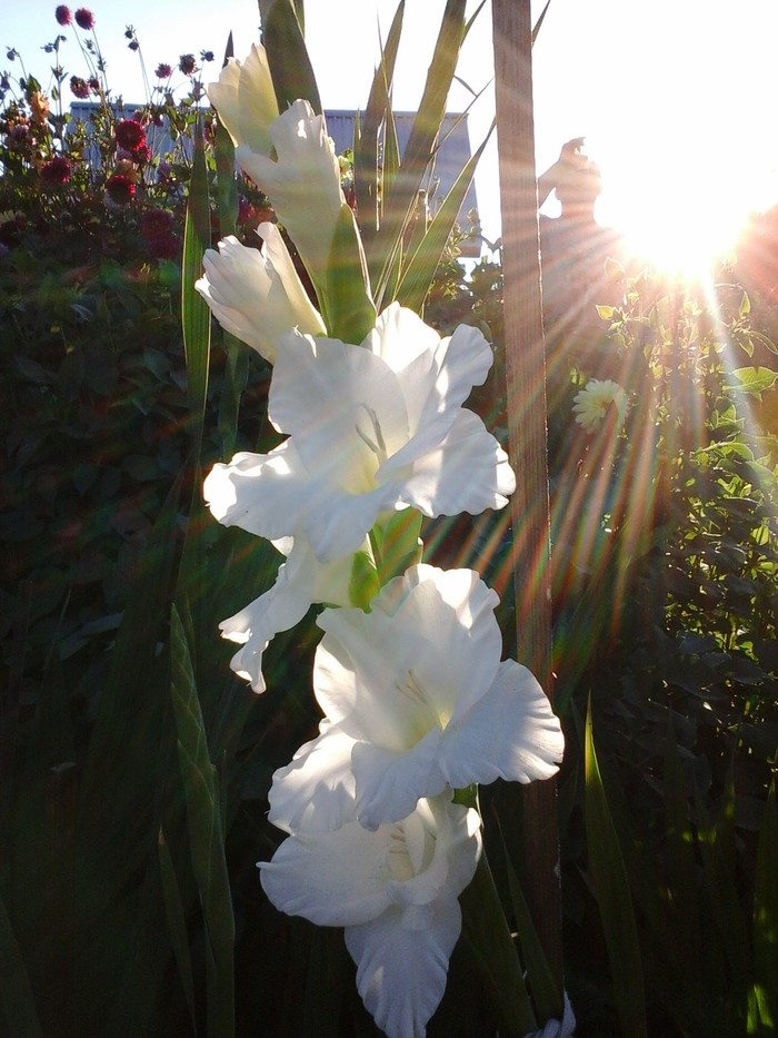 Summer, where are you.. - My, Flowers, Gladiolus, Photo on sneaker