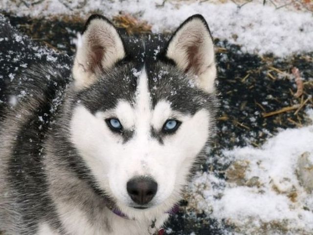 amazing husky - Husky, Dog, The photo, Longpost