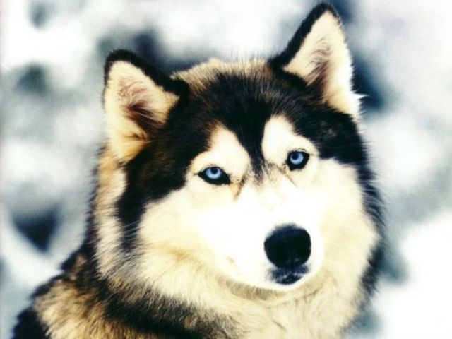 amazing husky - Husky, Dog, The photo, Longpost